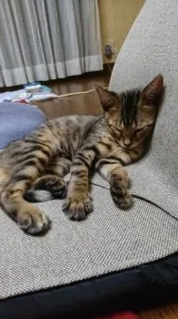 由季野 様のお迎えした子猫