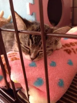 福✩︎⡱ 様のお迎えした子猫