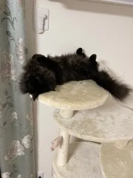 M.K 様のお迎えした子猫