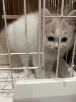 かいわれ 様のお迎えした子猫