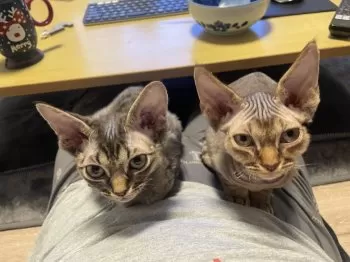 Jzzle 様のお迎えした子猫