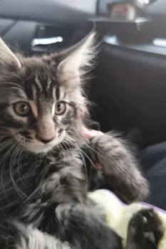 hynton 様のお迎えした子猫