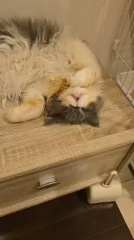 K.U 様のお迎えした子猫