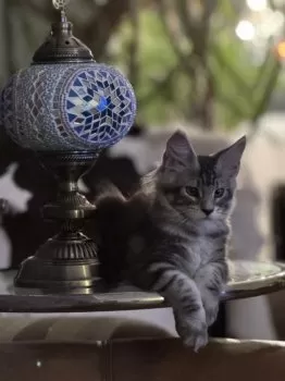 イナムラ 様のお迎えした子猫