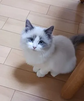 Y.W 様のお迎えした子猫