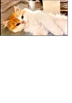 A.K 様のお迎えした子猫