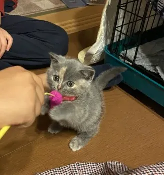 いけちゃん 様のお迎えした子猫