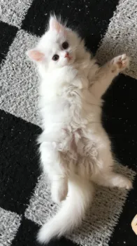 中村 様のお迎えした子猫