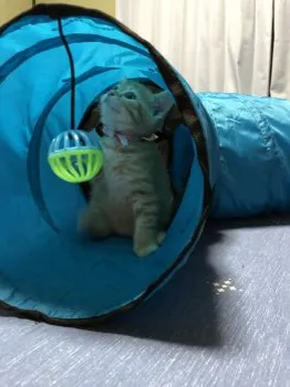 てら吉 様のお迎えした子猫