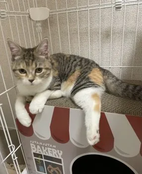S.H 様のお迎えした子猫