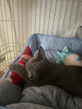 A.O 様のお迎えした子猫