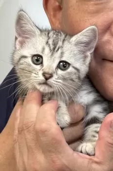 bossneko 様のお迎えした子猫