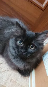 M.K 様のお迎えした子猫