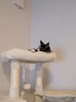 K 様のお迎えした子猫