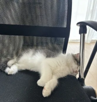 K.M 様のお迎えした子猫