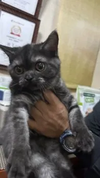 I.H 様のお迎えした子猫