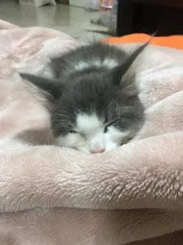 皆川 香織 様のお迎えした子猫