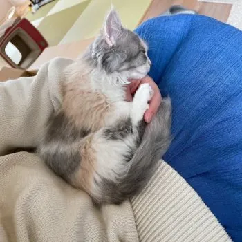 プラム 様のお迎えした子猫