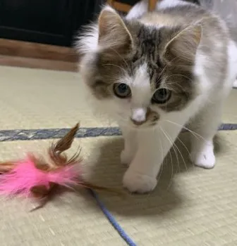 らび 様のお迎えした子猫