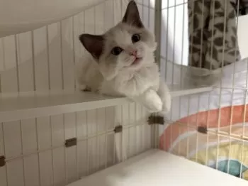 さりぬん 様のお迎えした子猫