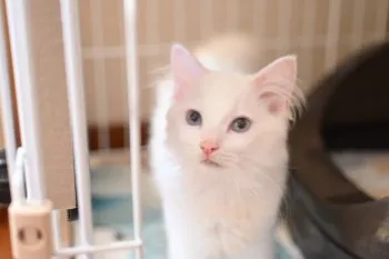 m.s 様のお迎えした子猫