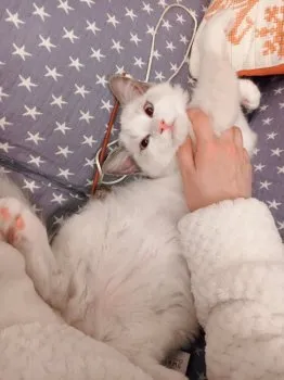 YOKO_J 様のお迎えした子猫