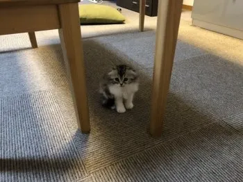 Y.A 様のお迎えした子猫