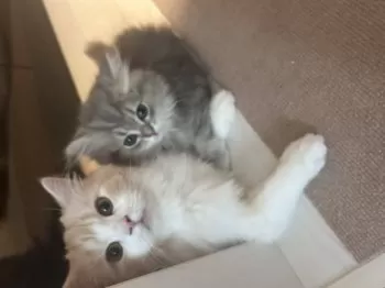 R.H 様のお迎えした子猫