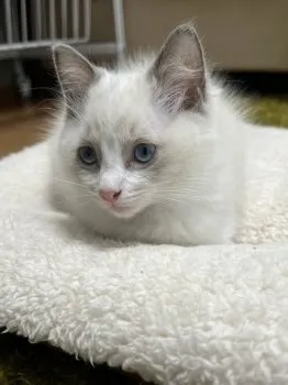 すず 様のお迎えした子猫