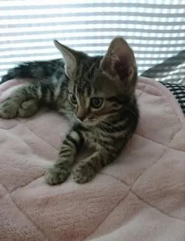 ライ 様のお迎えした子猫