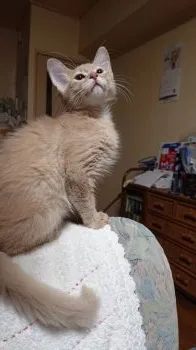 月猫 様のお迎えした子猫