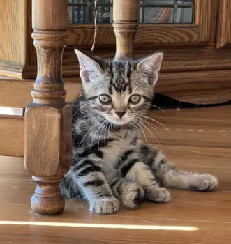 船橋 様のお迎えした子猫