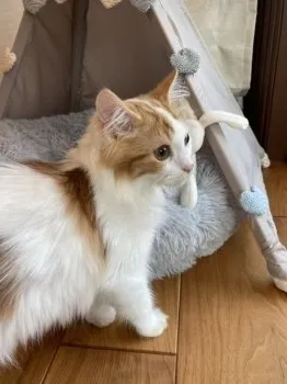 ラテ 様のお迎えした子猫