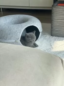あさひ 様のお迎えした子猫