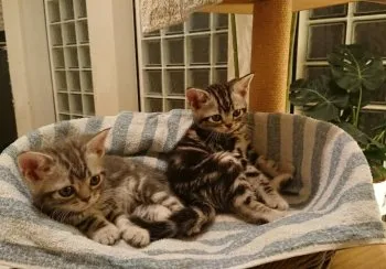 leconyan 様のお迎えした子猫