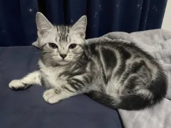 はち 様のお迎えした子猫