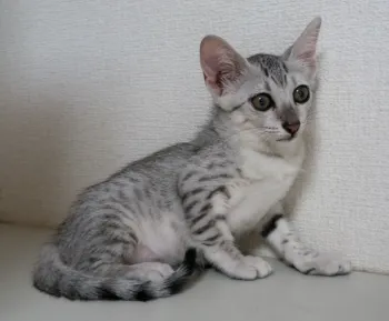 ふみ 様のお迎えした子猫