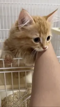 K.S 様のお迎えした子猫