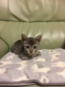 レイママ 様のお迎えした子猫