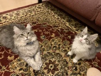 Clairdelune 様のお迎えした子猫