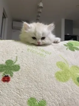 にくきゅう 様のお迎えした子猫