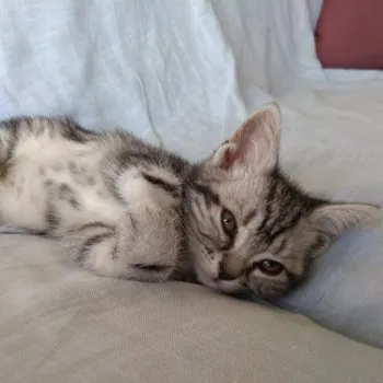 solange 様のお迎えした子猫