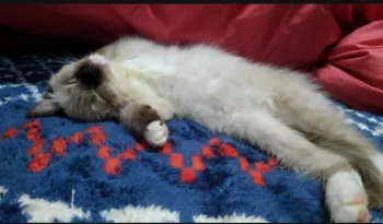 銀たん 様のお迎えした子猫