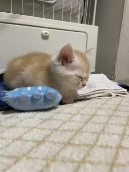 K.H 様のお迎えした子猫