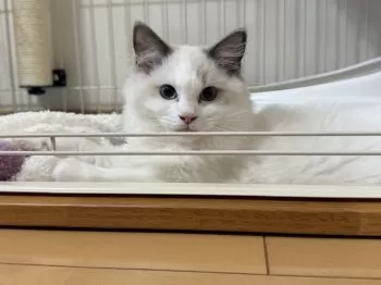 Y.K 様のお迎えした子猫