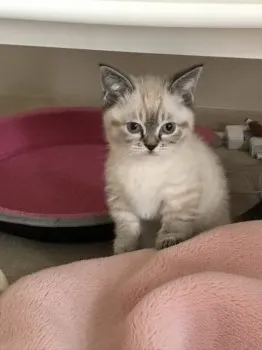 みえママ 様のお迎えした子猫