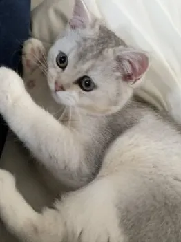 M.S 様のお迎えした子猫