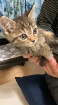 オンポン 様のお迎えした子猫
