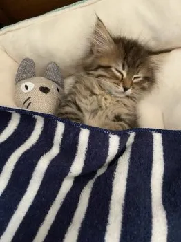 メロン 様のお迎えした子猫