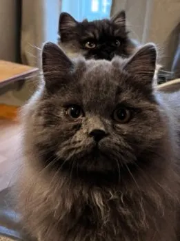 ywbratsche 様のお迎えした子猫